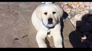 We did not find results for: Lab Puppies For Sale Near Me Craigslist Off 77 Www Usushimd Com