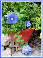 The common cultivar is known as 'blue daze', but you may also find 'hawaiian blue eyes'. Dazzling Blue Flowers Of Evolvulus Glomeratus John Jacq S Garden