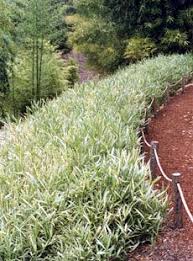 Image result for Pleioblastus fortunei