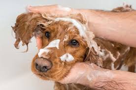 Image result for what do lice look like in dog fur