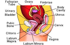 Female reproductive organs mydr com au. Female Reproductive System Ck 12 Foundation