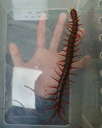 Image result for Sartidia angolensis