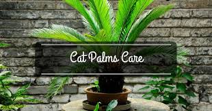 We did not find results for: Cat Palms Care Everything You Need To Know