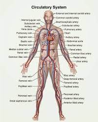 Studying the structure of a human body without visual aid is quite complicated. Pin On My Saves