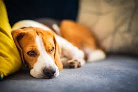 Maybe you would like to learn more about one of these? Welcome To Pet Doctor Your Family Veterinarian In Tucson