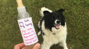 Diy Natural Dog Safe Bug Spray Youtube