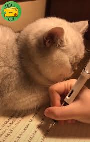 Lovely Cats Video Cute Baby Cats Cute Baby Animals Cute Funny Animals