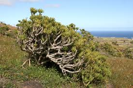 Image result for Kleinia