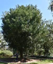 Image result for Nageia nagi