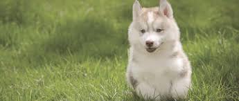 Bicolored eyes on a red husky puppy look pretty amazing too. Siberian Husky Puppies Genetic Disorder Purina Pro Club