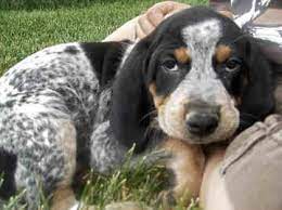 Bluetick Coonhound Puppies Bluetick Coonhound Coonhound Puppy Coonhound