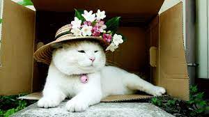 21 Lessons You Can Learn From Cats In Boxes Cute Animals Funny Cat Photos Cats