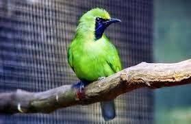 4 jenis burung perkutut lokal yang banyak digemari untuk saat ini, burung perkutut yang sekarang populasinya hampir akan punah karena banyak para pemburu liar dan malah mereka memburunya hanya sekedar untuk ditembak bukan untuk dirawat atau dilestarikan. 31 Harga Burung Cucak Jenggot Mini Terbaru Gambar Burung