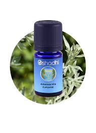 Image result for Artemisia afra