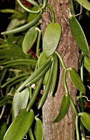 Image result for Vanilla crenulata