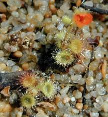 Image result for Hermannia glanduligera