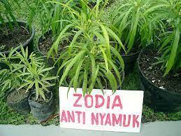We did not find results for: Tanaman Pengusir Nyamuk Italyaku