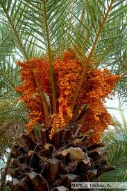 Fruit are smaller than p. Cretan Date Palm Phoenix Theophrasti Natural History Museum Of Crete