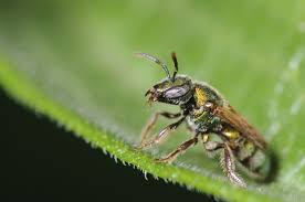 Honey bees, unlike bumble bees, can sting only one time because their stinger becomes detached after insertion. Sweat Bee Behavior Do Sweat Bees Bite Or Sting