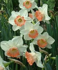 Narcissus Pink Charm Large Cupped Narcissi Narcissi Flower Bulb Index Bulb Flowers Daffodil Flower Narcissus Flower