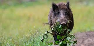 Nutzen sie das vergrämungsmittel wildrepell. Miete Mindern Wegen Schwein Im Garten