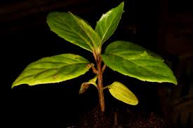 Image result for Monimiaceae