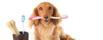 Basic dental care and limited orthodontics population served: Dog Dental Care Bad Breath Teeth Cleaning Dog Dentist