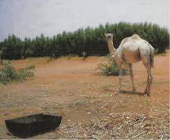 Saudi arabia, one of the biggest ofw populations in the world is where most of our fellow kabayan try their luck and where they strive hard for fortune. Camel Products Saudi Arabia Camel Supplier