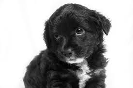 Browse 38,781 dog black and white stock photos and images available, or search for hot dog black and white to find more great stock photos and pictures. Jennalineah Puppies And Dogs Fluffy Black And White Puppy By Joel Martinez Really Cute Puppies Puppies Cute Puppies