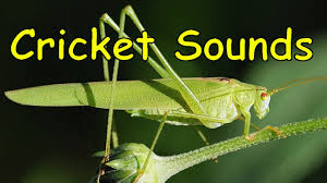 Search free insect ringtones on zedge and personalize your phone to suit you. Cricket Sounds 3 Different Sounds Youtube