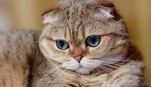Scottish Fold Ozellikleri Ve Bakimini 7 Adimda Ogrenin Scottish Fold Evcil Hayvanlar Kedi
