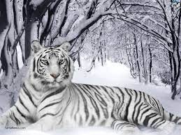 Moon Goddess Tiger Pet Tiger Tiger Pictures White Tiger