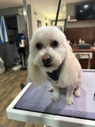 Country Clips Dog Grooming