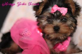 Charming and cute yorkie puppies.check our website awesome yorkie puppies for adoption they are super low. Available Micro Teacup Yorkies Toy Yorkie Puppies Yorkie Terrier Puppies Parti Yorkie Puppies Chocolate Yorkie Puppies Merle Yorkie Puppies Socal Yorkie Teacup Puppies Yorkie Puppies For Sale Quality Tiny Teacup Toy Puppies Yorkies