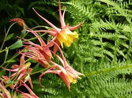 We did not find results for: Native Plants To Scranton Pa Lawnstarter