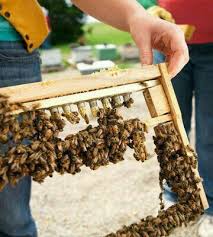 Marco Para Hacer Reinas Apicultura Abejas Colmena