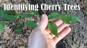 Summer foliage is a regal purple. 3 Ways To Identify Cherry Trees Wikihow