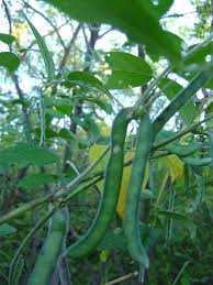 Image result for Teramnus uncinatus