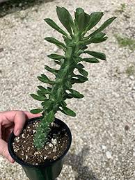 Image result for Euphorbia richardsiae
