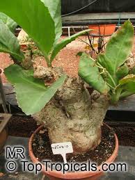 Image result for Cyphostemma jaegeri