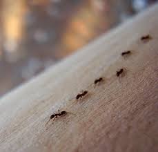 Otros deben utilizar métodos para eliminar toda una colonia. Eliminar Hormigas Metodos Y Productos Para Acabar Con Ellas Jardinedia