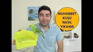 yikanmayan muhabbet kusu nasil yikanir youtube