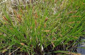 Image result for Carex