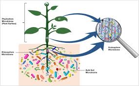 Microbiota Wikipedia