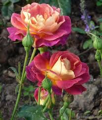Image result for rose images