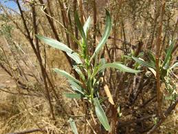 Image result for Pechuel-Loeschea leubnitziae