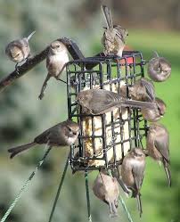 The pictures on this page are of those birds that are visiting the modesto california backyard in spring and summer. Attract Birds To Your Backyard This Winter Audubon California