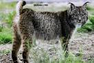 Medium Cat Breeds - Cat Breeds Encyclopedia
