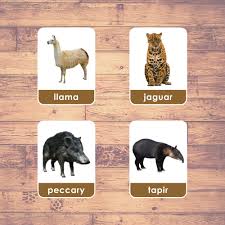 South america has one of the most varied and diverse animal populations in the world residing in its incredible assorted ecosystems. South America Animals Flashcards Montessori Educational Learning Three Part Cards 23 Cards Lifelolo