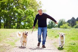 By following the accompanying acupressure chart for immune system strengthening, you can support your dog's health, help him maintain a balanced flow of chi and blood, and benefit his immune system. 3 Ways To Naturally Boost Your Dog S Immune System At Home In 2021 Homeoanimal Com